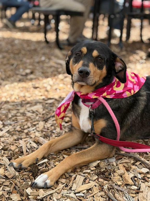 Rooney (Foster or Adopter Needed!) Image
