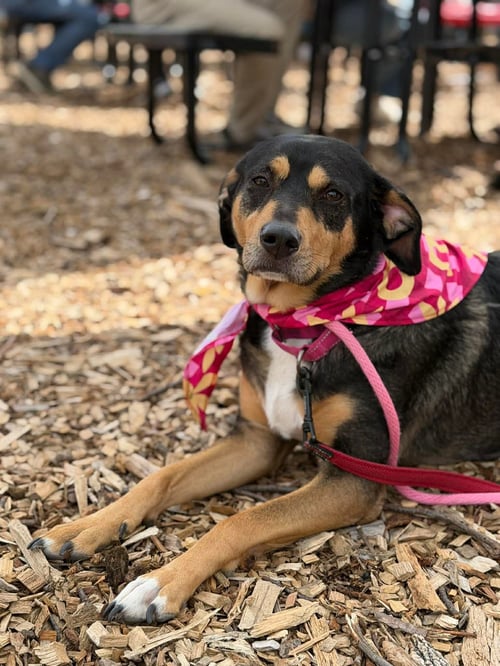 ROONEY (FOSTER OR ADOPTER NEEDED!) - Hound available for adoption
