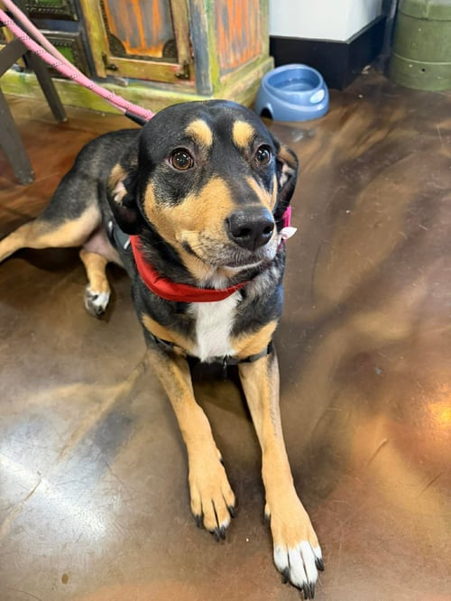 ROONEY (FOSTER OR ADOPTER NEEDED!) - Hound available for adoption