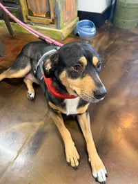 Rooney (Foster or Adopter Needed!) - Photo 6