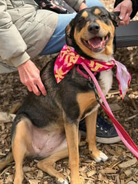 Rooney (Foster or Adopter Needed!) - Photo 7