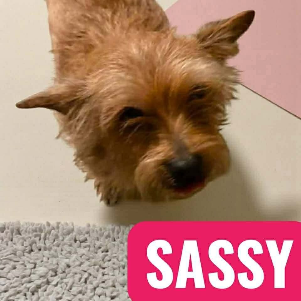 SASSY - Yorkshire Terrier Yorkie available for adoption