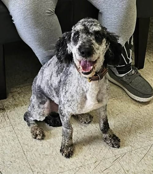 REGGIE - Poodle (Miniature) available for adoption
