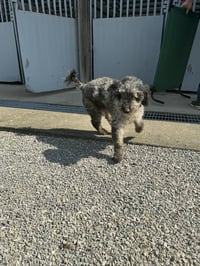 Reggie - Photo 4