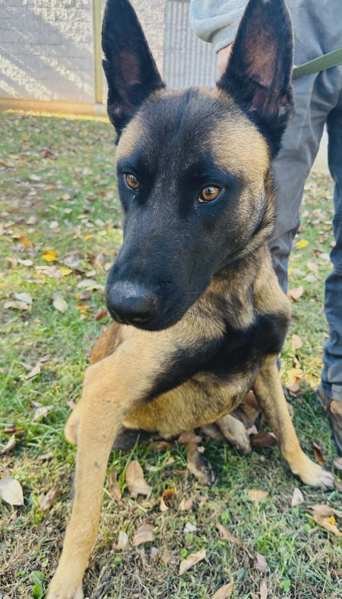 BUDDY - Shepherd available for adoption