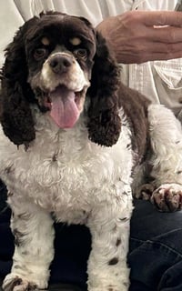 Posey (Bonded Pair with Cash) - Photo 1
