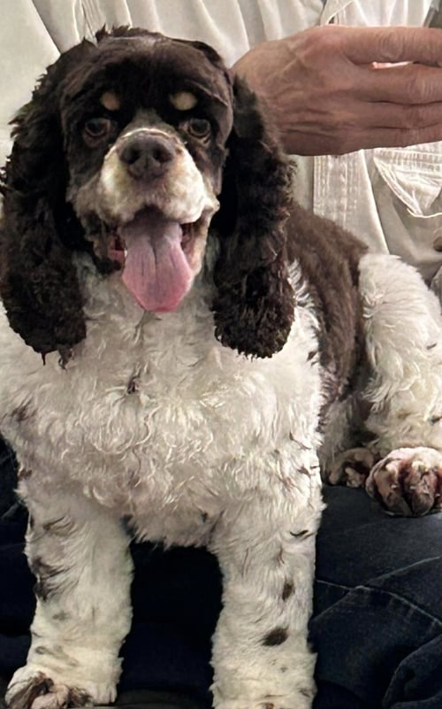 POSEY (BONDED PAIR WITH CASH) - Cocker Spaniel available for adoption