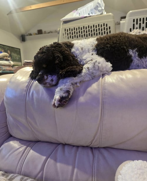 POSEY (BONDED PAIR WITH CASH) - Cocker Spaniel available for adoption