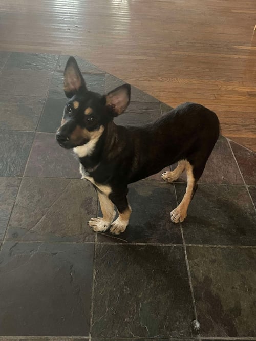 TRIXIE - Unknown available for adoption