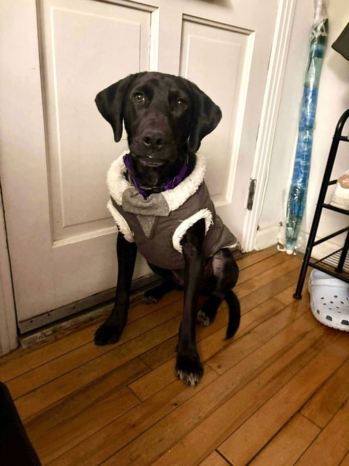 NICO - Labrador Retriever for adoption in Yonkers