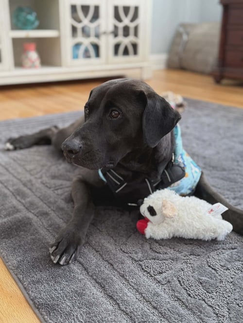 ALEXA - Labrador Retriever / Weimaraner available for adoption