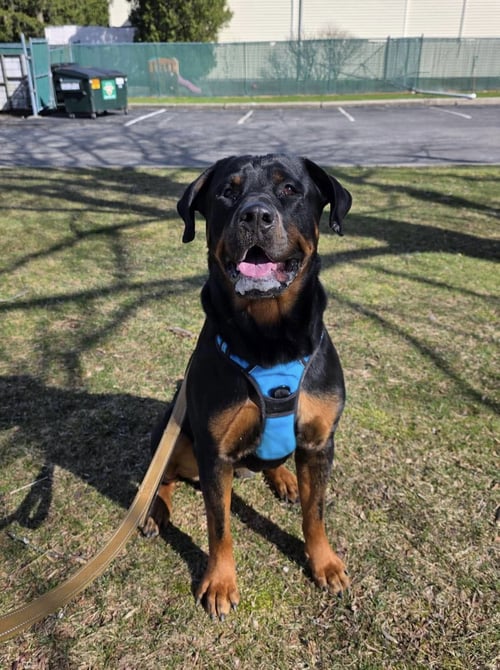 SNOW - Rottweiler for adoption in Yonkers