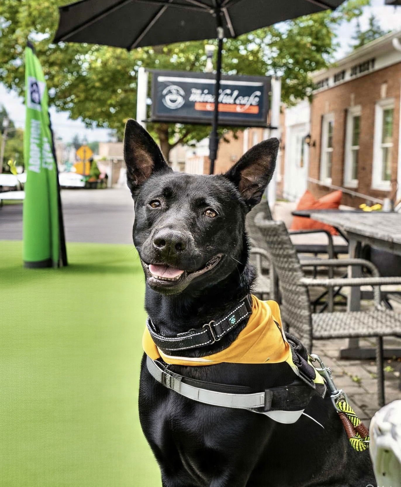JOHNNY - Labrador Retriever available for adoption