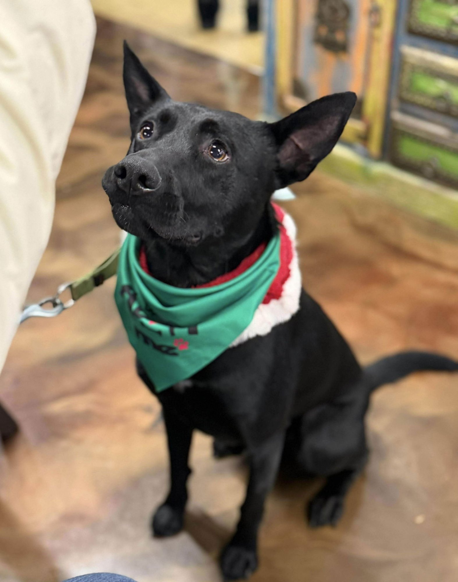 JOHNNY - Labrador Retriever available for adoption