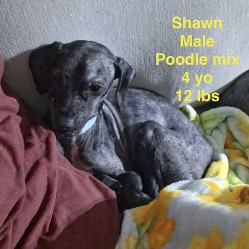SHAWN - Poodle (Toy) available for adoption