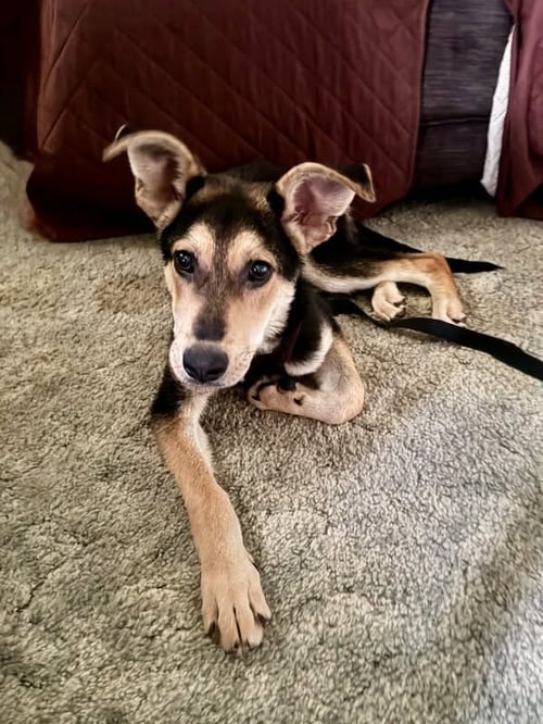 FLOYD - Husky / Shepherd available for adoption
