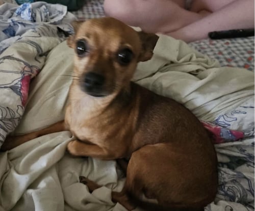 NEMO - Chihuahua available for adoption