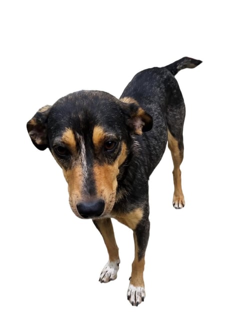 DOLLY - Unknown available for adoption