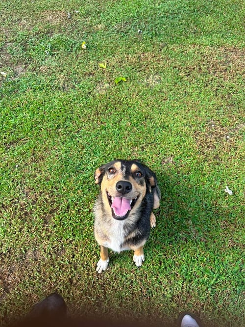 DOLLY - Unknown for adoption in Paterson