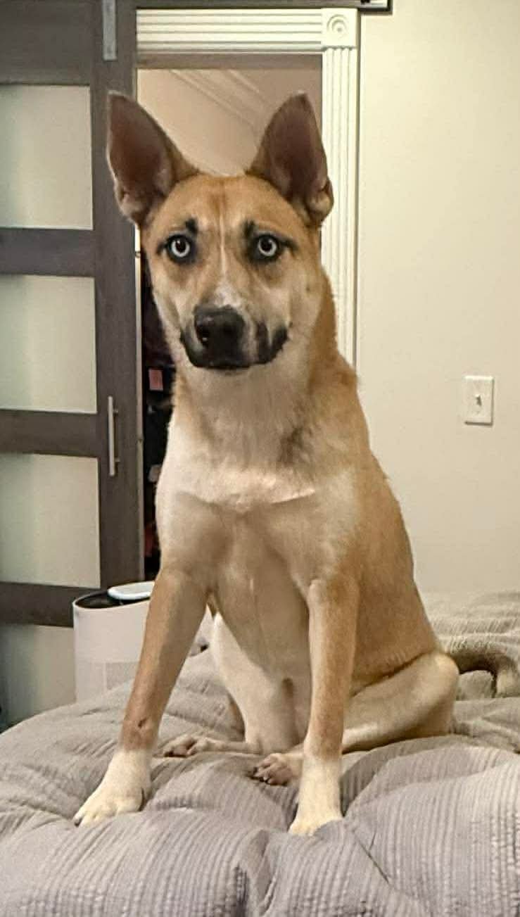 CUPCAKE - Unknown available for adoption