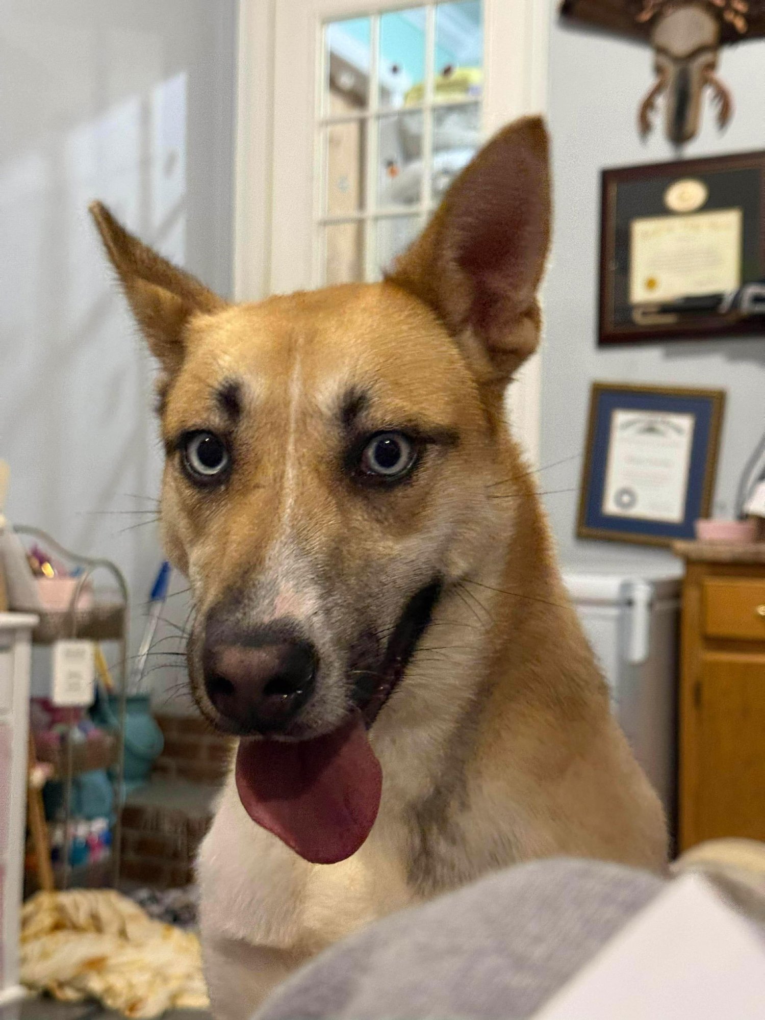 CUPCAKE - Unknown available for adoption