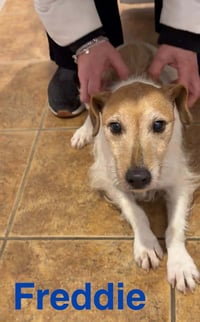 Freddie (Bonded Pair with Ellie) - Photo 1