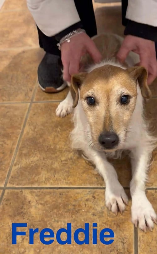 FREDDIE (BONDED PAIR WITH ELLIE) - Jack Russell Terrier available for adoption
