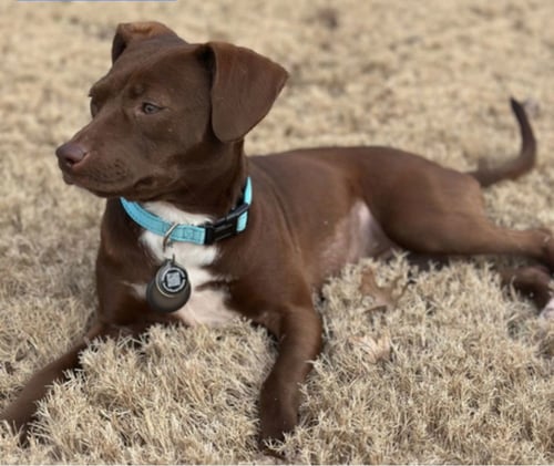 ABBY C. - Chihuahua / Terrier available for adoption