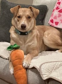 Junie (Foster or Adopter Needed!) - Photo 1