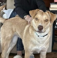 Junie (Foster or Adopter Needed!) - Photo 2