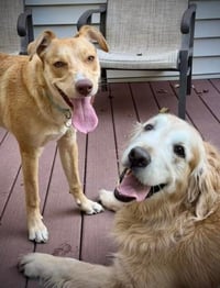 Junie (Foster or Adopter Needed!) - Photo 3