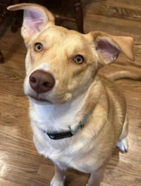 Junie (Foster or Adopter Needed!) - Photo 4