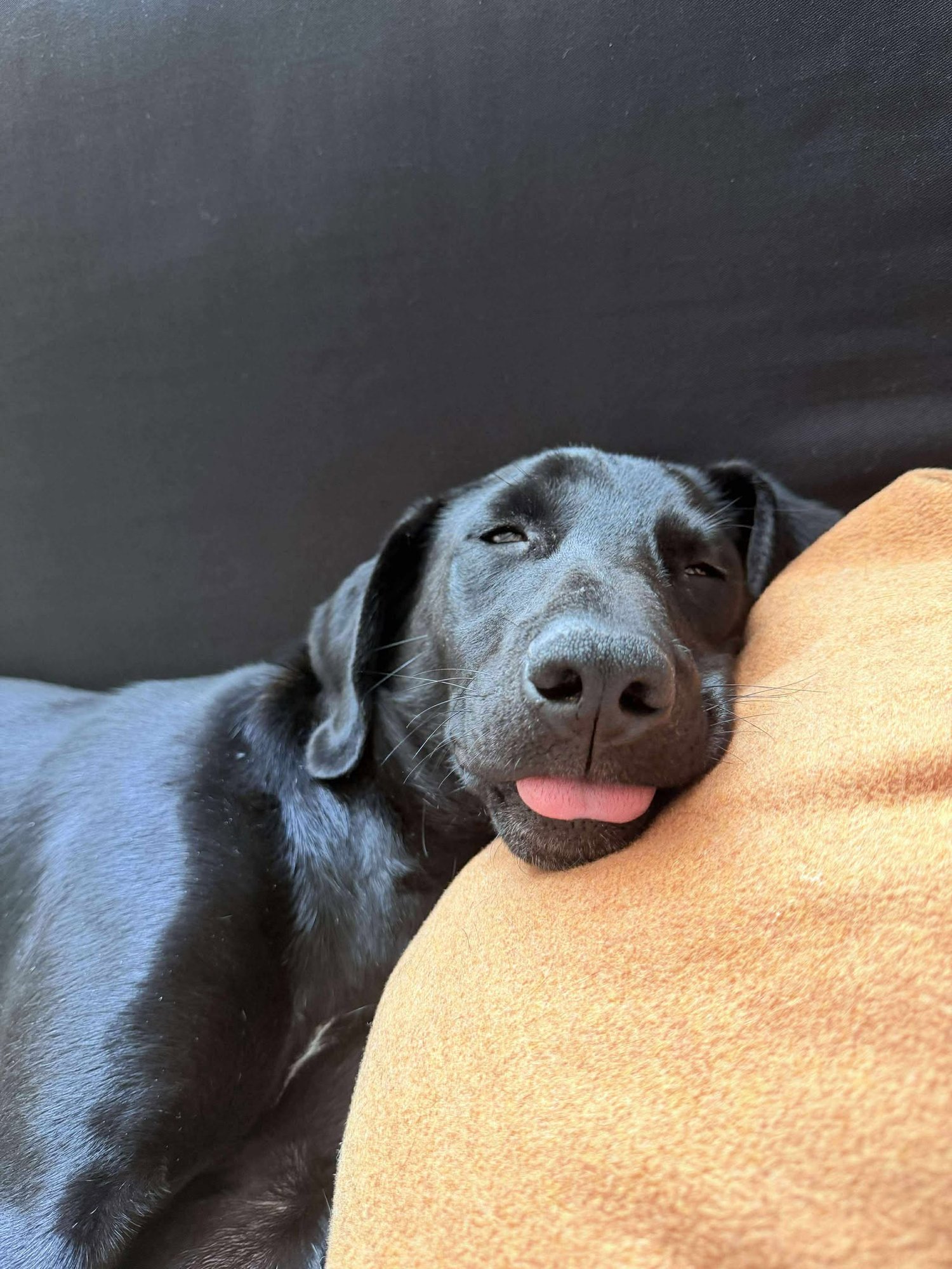 NICO - Labrador Retriever available for adoption