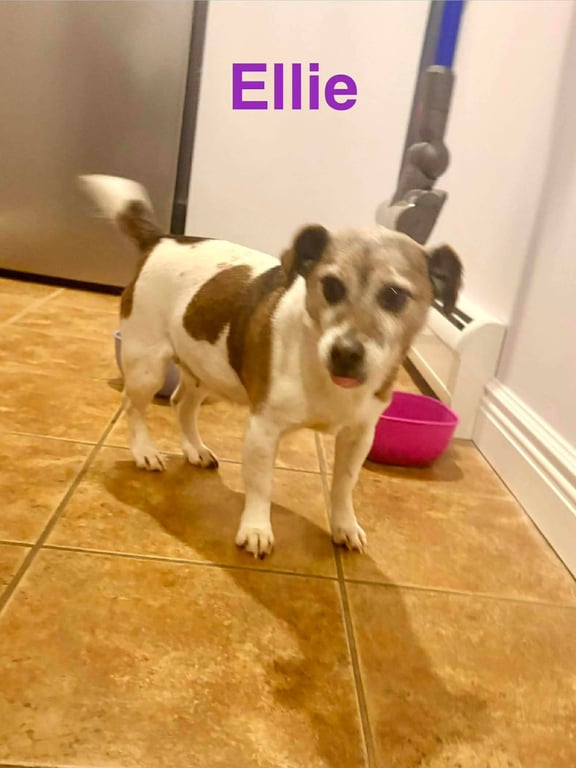 Ellie (Bonded Pair with Freddie) Image