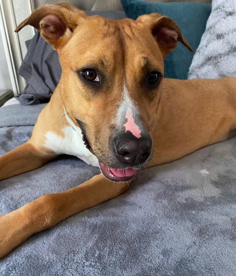 SNUGGLES (FOSTER OR ADOPTER NEEDED!) - Labrador Retriever available for adoption