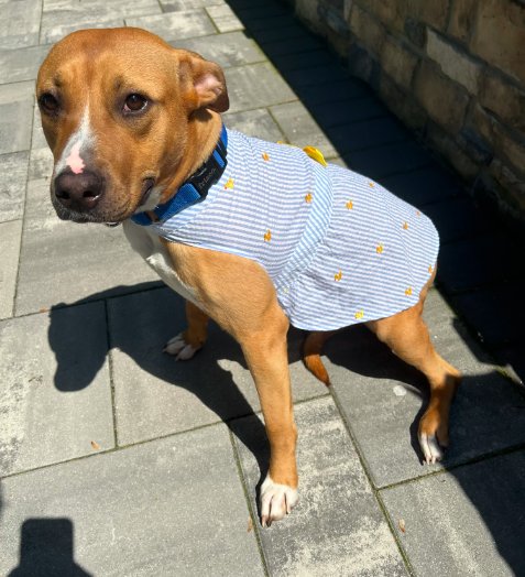 Snuggles (Foster or Adopter Needed!) - Photo 3