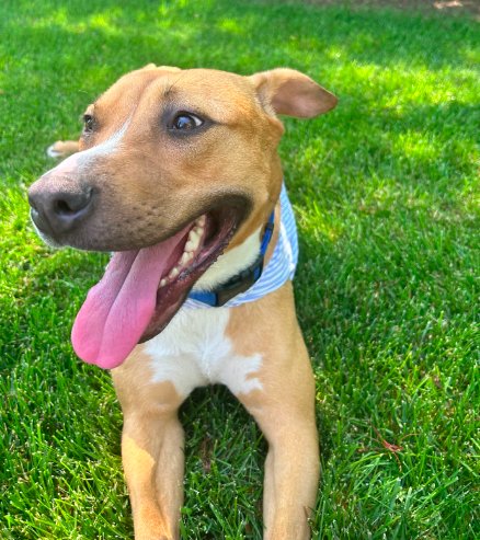 Snuggles (Foster or Adopter Needed!) - Photo 4