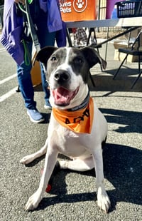 Rubix (Foster or Adopter needed!) - Photo 3