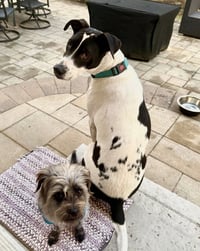 Rubix (Foster or Adopter needed!) - Photo 4