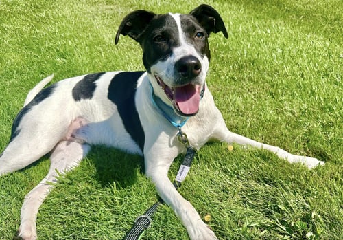 RUBIX (FOSTER OR ADOPTER NEEDED!) - Pointer for adoption in Yonkers