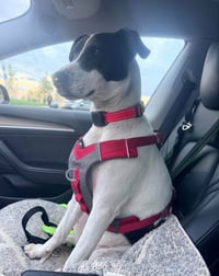 Rubix (Foster or Adopter needed!) - Photo 2