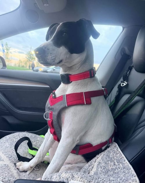 RUBIX (FOSTER OR ADOPTER NEEDED!) - Pointer available for adoption