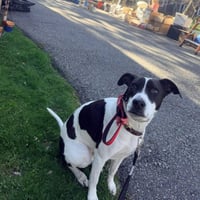 Rubix (Foster or Adopter needed!) - Photo 6