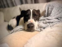 Rubix (Foster or Adopter needed!) - Photo 7