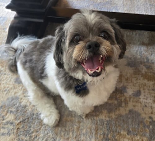 PHOENIX - Shih Tzu / Lhasa Apso available for adoption
