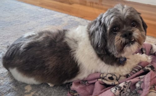PHOENIX - Shih Tzu / Lhasa Apso available for adoption