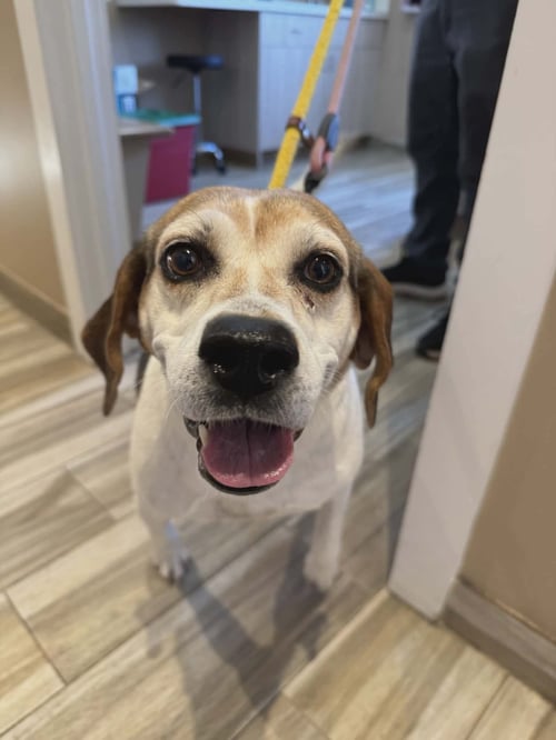 PEACHES - Hound available for adoption