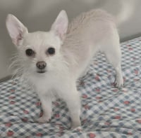Ivy Dory - Photo 1