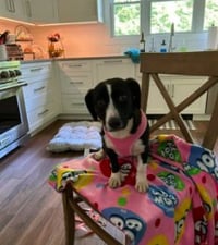 Oreo - Photo 3