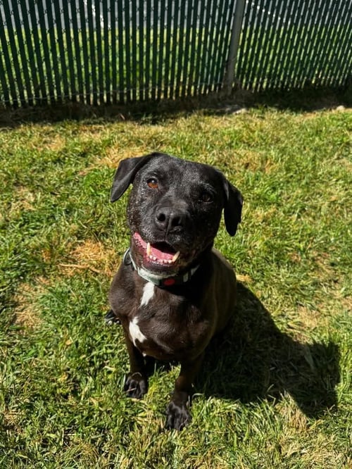 STAN - Black Labrador Retriever available for adoption